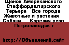 Щенок Американского Стаффордштирского Терьера - Все города Животные и растения » Собаки   . Карелия респ.,Петрозаводск г.